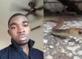Ghanaian dies from snake bite working for a Chinese who keeps pet snakes in Malaysia