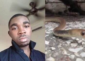 Ghanaian dies from snake bite working for a Chinese who keeps pet snakes in Malaysia