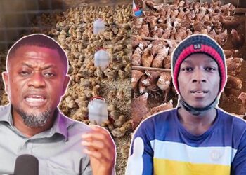 Abrokyire Lessons: Farming Is Profitable Than Hustling Abroad – My 1,400 Birds Produce 43 Crates of Eggs Daily-Derch Farms