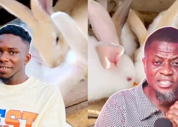 Abrokyire Lessons: Farming Is Profitable Than Hustling Abroad – My 1,400 Birds Produce 43 Crates of Eggs Daily-Derch Farms