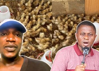 I Started Poultry Farming With 200 Birds, I’m Doing Business Instead of Travelling— Yaw Asamoah Says